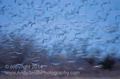 Sandhill Cranes in Flight on the Platte